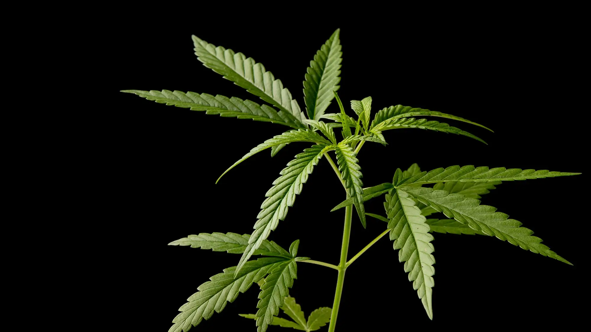 법무법인 대륜의 대마 개념 설명